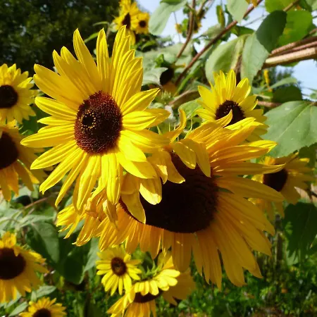 Relais De La Brande B&B 3*